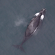 Una ballena franca al sudeste del Mar de Bering
Foto: Brenda Rone (NOAA)